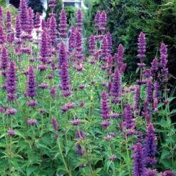 'Blue Boa' Hummingbird Mint 9 'Blue Boa' Hummingbird Mint -Green Haven Shop agastache blue boa 4 b931e810 6f31 48ec a96b ffabeb9ae4c4 sw