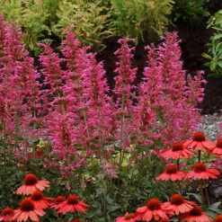 'Morello' Hummingbird Mint -Green Haven Shop agastache morello 3 P