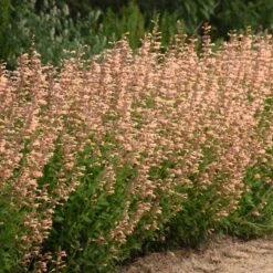 Meant To Bee™ Queen Nectarine Hummingbird Mint -Green Haven Shop agastache queen nectarine