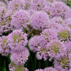 'Millenium' Allium 10 'Millenium' Allium -Green Haven Shop allium millenium 2