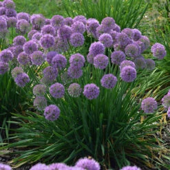 'Serendipity' Allium -Green Haven Shop allium serendipity german garlic 1 P