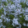 Threadleaf Bluestar