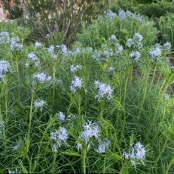 Threadleaf Bluestar -Green Haven Shop amsonia hubrichtii bluestar 10
