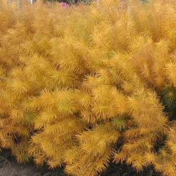 Threadleaf Bluestar -Green Haven Shop amsonia hubrichtii bluestar 2