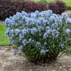 'Storm Cloud' Bluestar -Green Haven Shop amsonia tabernaemontana storm cloud bluestar 2