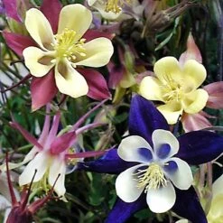 'Biedermeier Mix' Columbine 9 'Biedermeier Mix' Columbine -Green Haven Shop aquilegia biedermeier mix columbine 4 square sw