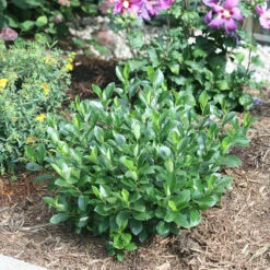 Low Scape Mound® Aronia -Green Haven Shop aronia low scape mound 5