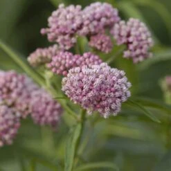 'Cinderella' Swamp Milkweed -Green Haven Shop asclepias incarnata cinderella swamp weed milkweed 1