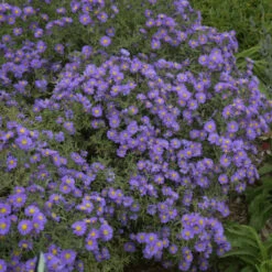Kickin® 'Lilac Blue' New England Aster -Green Haven Shop aster kickin lilac blue 3