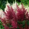 Red Astilbe -Green Haven Shop astilbe fanal red false spirea 1