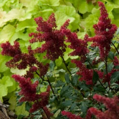 Red Astilbe -Green Haven Shop astilbe fanal red false spirea 3