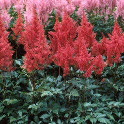 Red Astilbe -Green Haven Shop astilbe fanal red false spirea 4