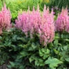 'Little Vision In Pink' Astilbe -Green Haven Shop astilbe little vision in pink 1