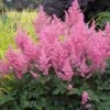 Pink Astilbe 1 Pink Astilbe -Green Haven Shop astilbe pink 1
