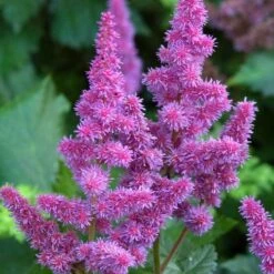 'Visions' Astilbe 9 'Visions' Astilbe -Green Haven Shop astilbe visions false spirea 1
