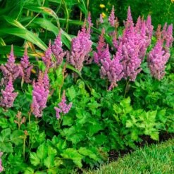 'Visions' Astilbe 10 'Visions' Astilbe -Green Haven Shop astilbe visions false spirea 2