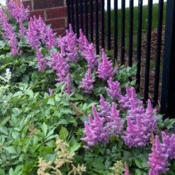 'Visions' Astilbe 11 'Visions' Astilbe -Green Haven Shop astilbe visions false spirea 3