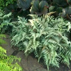 Japanese Painted Fern -Green Haven Shop athyrium nipponicum pictum 1