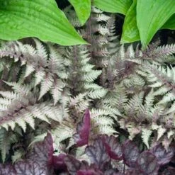Japanese Painted Fern -Green Haven Shop athyrium nipponicum pictum 2