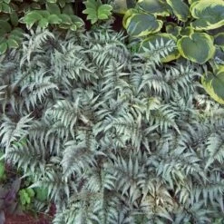 Japanese Painted Fern -Green Haven Shop athyrium nipponicum pictum 3