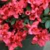Bloom-A-Thon® Red Reblooming Azalea -Green Haven Shop azalea bloom a thon red 1 P 91b502d5 b577 4fe4 a4eb 56933b43b576 sw