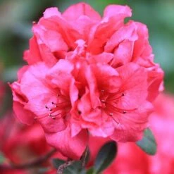 Bloom-A-Thon® Red Reblooming Azalea -Green Haven Shop azalea bloom a thon red 2 P a3a650ef 60b6 43d6 8922 c6627ee661cd sw