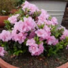 Perfecto Mundo® Double Pink Reblooming Azalea