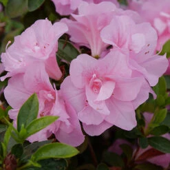 Perfecto Mundo® Double Pink Reblooming Azalea 12 Perfecto Mundo® Double Pink Reblooming Azalea -Green Haven Shop azalea perfecto mundo double pink 2 P