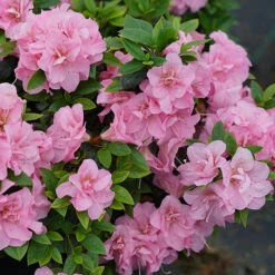 Perfecto Mundo® Double Pink Reblooming Azalea 13 Perfecto Mundo® Double Pink Reblooming Azalea -Green Haven Shop azalea perfecto mundo double pink 3 P
