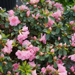 Perfecto Mundo® Double Pink Reblooming Azalea 14 Perfecto Mundo® Double Pink Reblooming Azalea -Green Haven Shop azalea perfecto mundo double pink 4 P