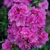 Perfecto Mundo® Double Purple Reblooming Azalea 1 Perfecto Mundo® Double Purple Reblooming Azalea -Green Haven Shop azalea perfecto mundo double purple 4 P