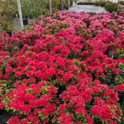 Perfecto Mundo® Red Reblooming Azalea -Green Haven Shop azalea perfecto mundo red 1