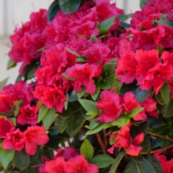 Perfecto Mundo® Red Reblooming Azalea -Green Haven Shop azalea perfecto mundo red 2