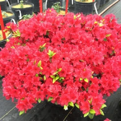 Perfecto Mundo® Red Reblooming Azalea -Green Haven Shop azalea perfecto mundo red 3