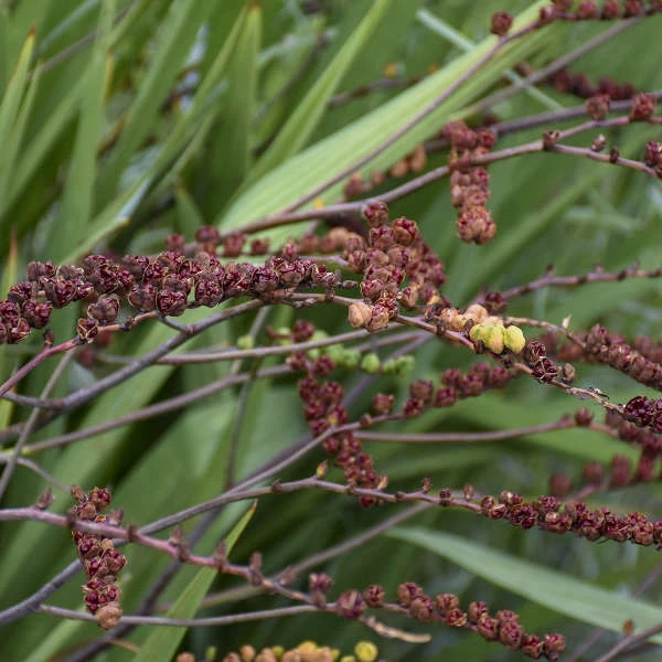 'Lucifer' Montbretia 8 'Lucifer' Montbretia - Image 6