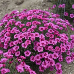 'Paint The Town Fancy' Dianthus -Green Haven Shop b1150cc6e8b059233027611e8adf4cc3
