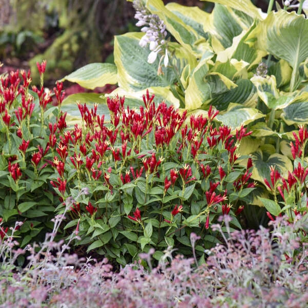 'Apple Slices' Spigelia 5 'Apple Slices' Spigelia - Image 3
