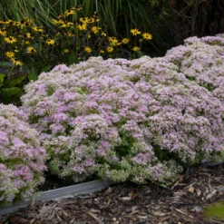 Rock 'N Round™ 'Pure Joy' Stonecrop -Green Haven Shop b5bcd667164be833e564ec669ea9f3be