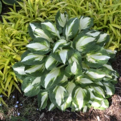 'Vulcan' Hosta -Green Haven Shop b6296beeb1b63d63e1c4d167f587123f