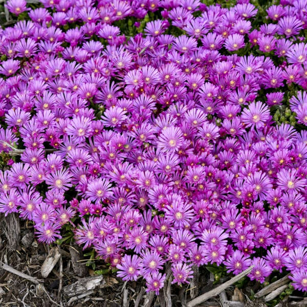 Kaleidoscope™ 'Orchid Flash' Ice Plant 4 Kaleidoscope™ 'Orchid Flash' Ice Plant - Image 2