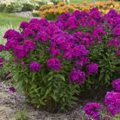 Luminary™ 'Ultraviolet' Tall Garden Phlox -Green Haven Shop b941ba522654a80039731c70e4ca9f81