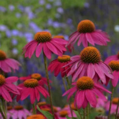 PowWow® Wild Berry Coneflower -Green Haven Shop b99ddca663cd1a150144778b6146cfd9