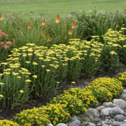 'Firefly Sunshine' Yarrow -Green Haven Shop bc41150f70906a678e5addf4b28d43bc
