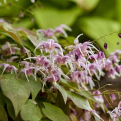 'Pretty In Pink' Barrenwort 9 'Pretty In Pink' Barrenwort -Green Haven Shop bd87b077e5011e0bc3f3d3de9dccecdc