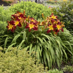 Rainbow Rhythm® 'Ruby Spider' Daylily -Green Haven Shop be1d5040b93ab3c3d17912438725ba88