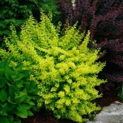 Sunjoy® Citrus Barberry