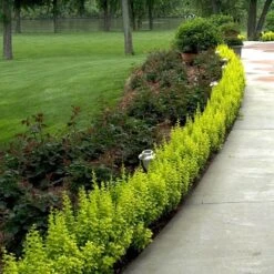 Sunjoy® Citrus Barberry -Green Haven Shop berberis sunjoy citrus barberry 3