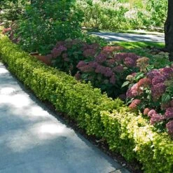 Sunjoy® Citrus Barberry -Green Haven Shop berberis sunjoy citrus barberry 4