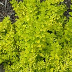 Sunjoy® Citrus Barberry -Green Haven Shop berberis sunjoy citrus barberry 6