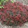 Sunjoy® Mini Salsa Barberry 1 Sunjoy® Mini Salsa Barberry -Green Haven Shop berberis sunjoy mini salsa barberry 1
